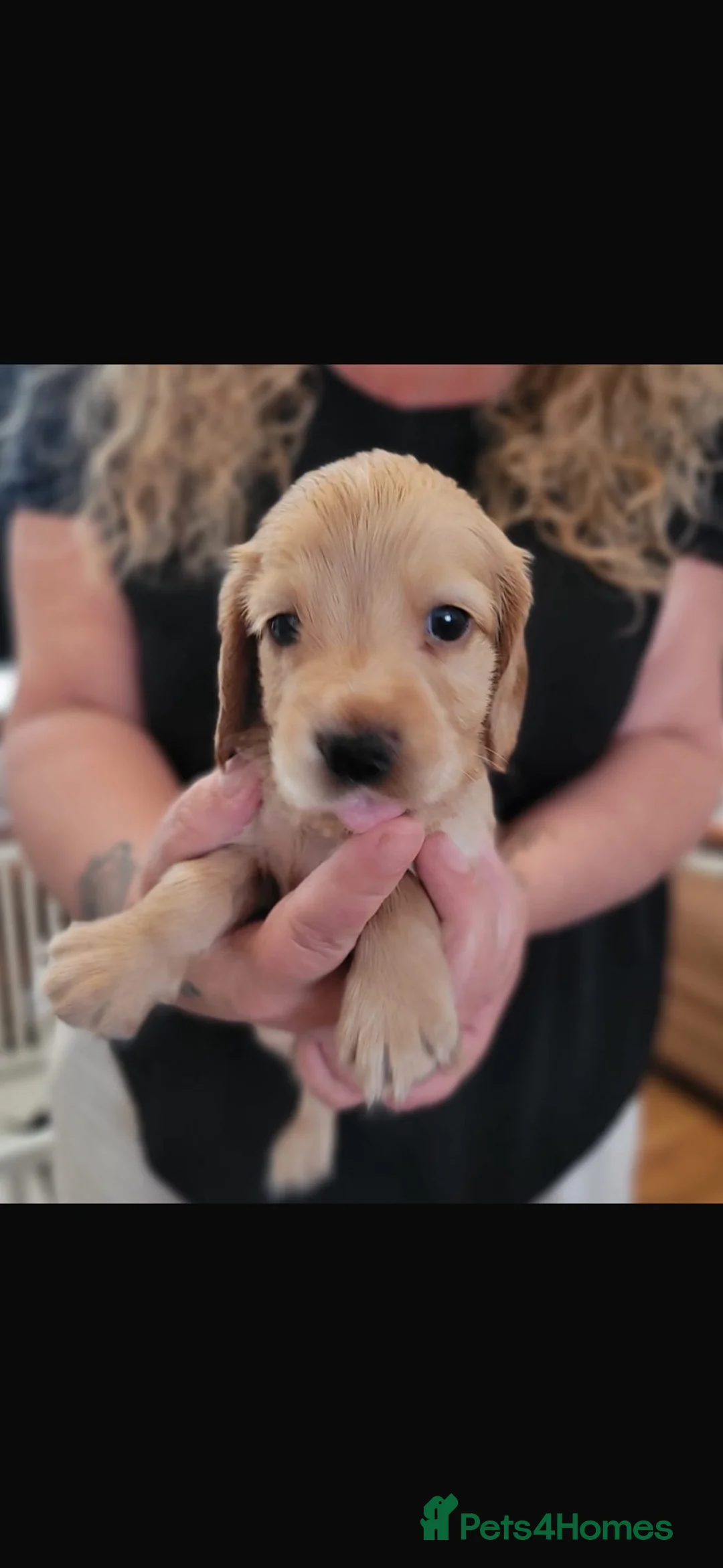 Cocker Spaniel dogs for sale: 7 Gorgeous Puppies. - Advert 5