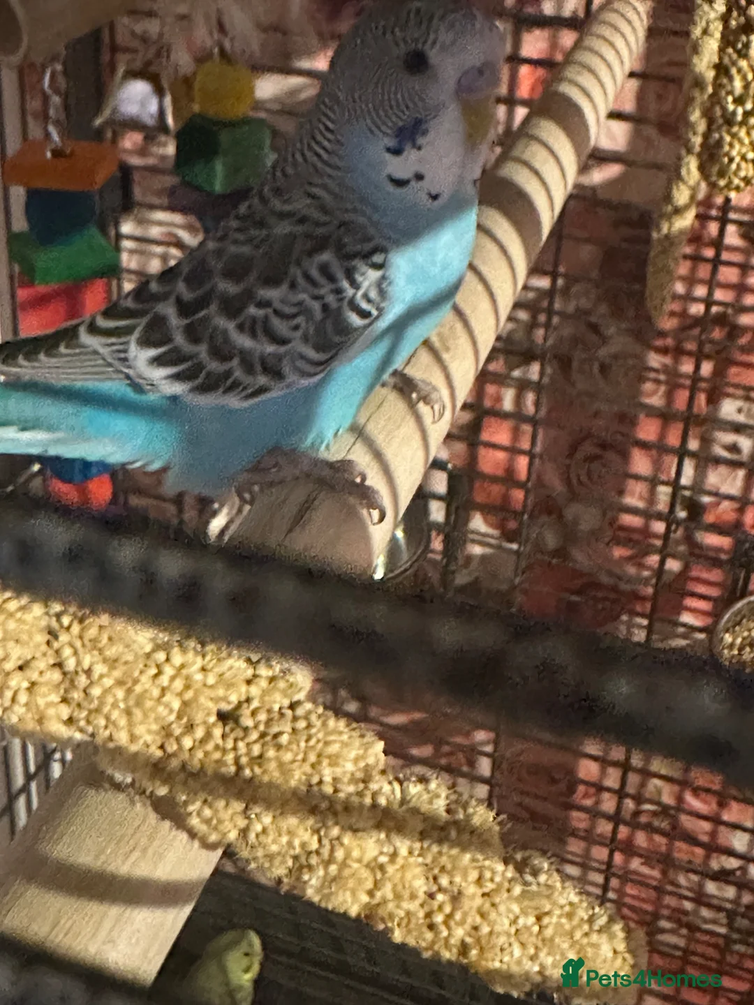 Budgerigars birds for sale: 2 blue budgies looking for new flying space in Blackpool - Advert 1