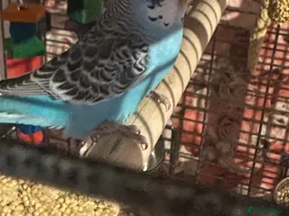 Budgerigars birds 2 blue budgies looking for new flying space - Advert 7