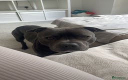Staffordshire Bull Terrier dogs for sale: Reggie - 2 year old blue/brindle staffy  - Image 5