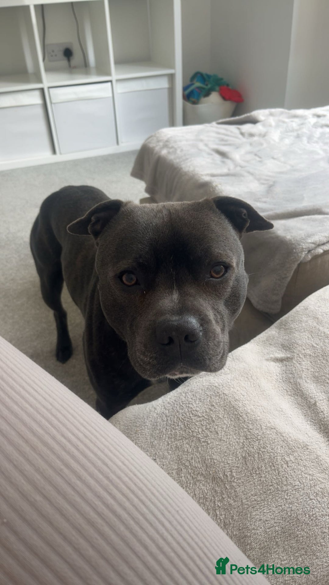 Staffordshire Bull Terrier dogs for sale: Reggie - 2 year old blue/brindle staffy  - Image 5