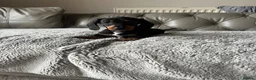Dachshund dogs for sale: Dachshund puppies  - Advert 3