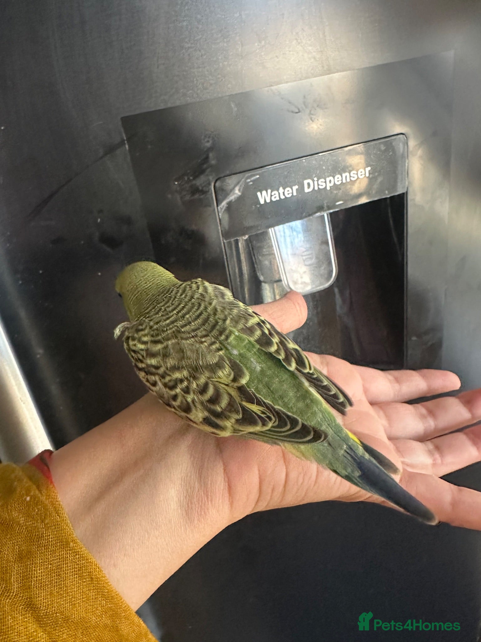 Budgerigars birds Lovely green split black face black wings budgie - Advert 1
