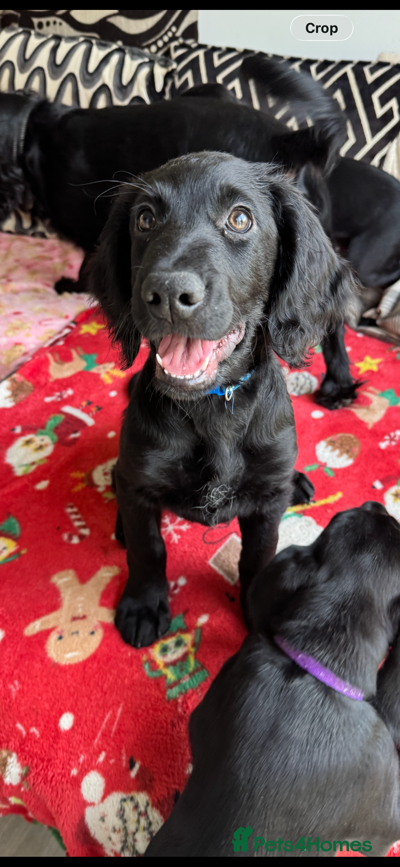 Mixed Breed dogs READY TO LEAVE NOW!  - Advert 2