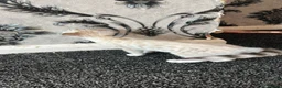 Bengal cats for sale: Snow Bengal with accessories  - Advert 12