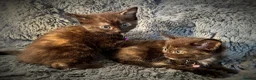 Mixed Breed cats for sale: 9 beautiful friendly kittens - Advert 9