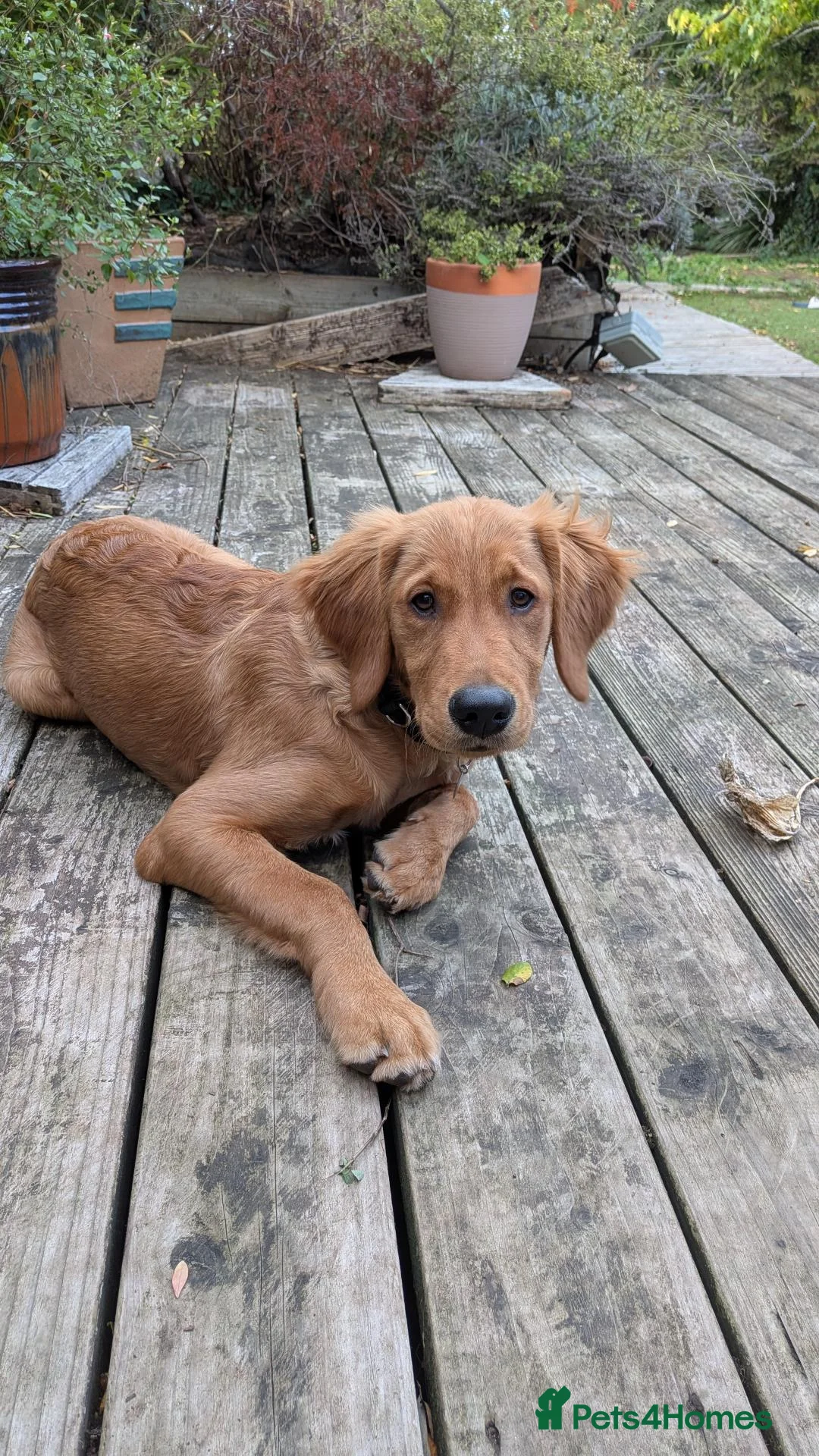 Golden Retriever dogs for sale: KC reg Beautiful Golden boy in Coventry - Advert 2