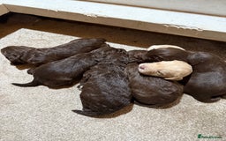 Cockapoo dogs for sale: F1 Cockerpoo’s  - Image 13