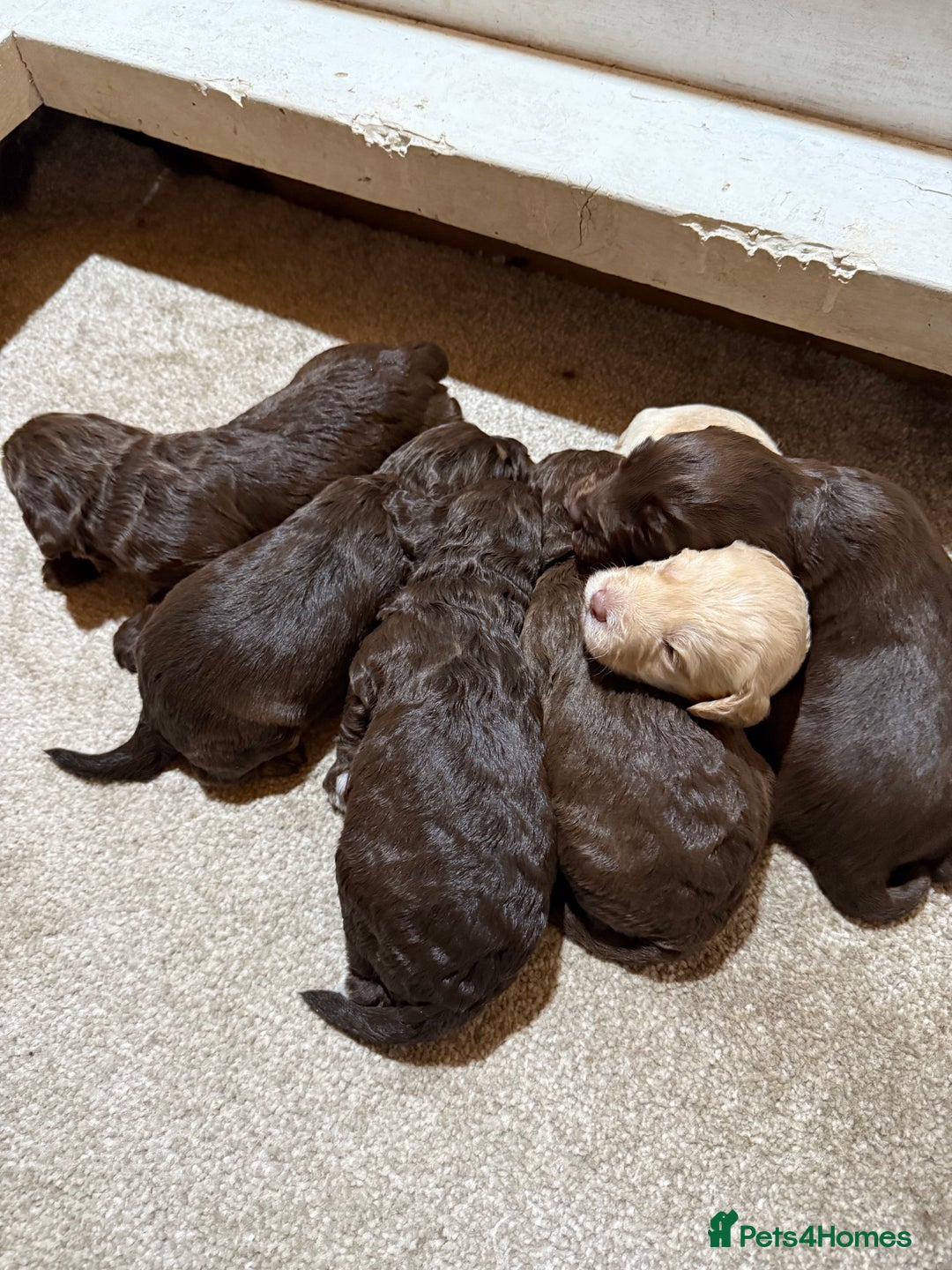 Cockapoo dogs for sale: F1 Cockerpoo’s  - Image 13