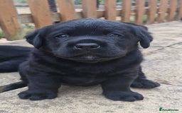 Labrador Retriever dogs for sale: Chunky Show Black Labrador Puppies - Image 2