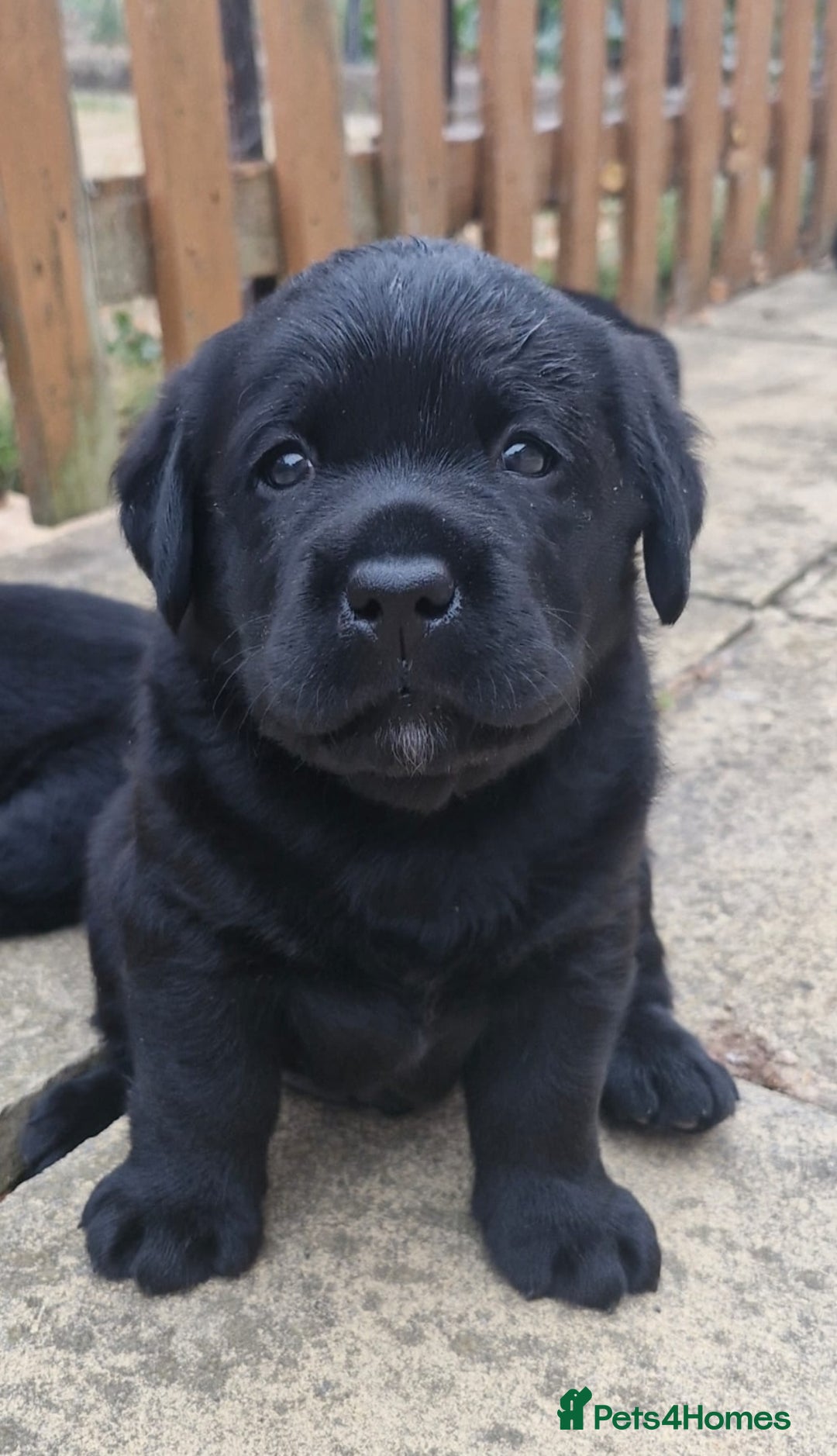 Labrador Retriever dogs for sale: Chunky Show Black Labrador Puppies - Image 2