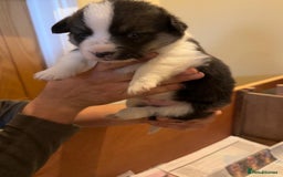 Welsh Corgi Pembroke dogs for sale: 6 KC stunning Tricolour corgi dogs - Image 2