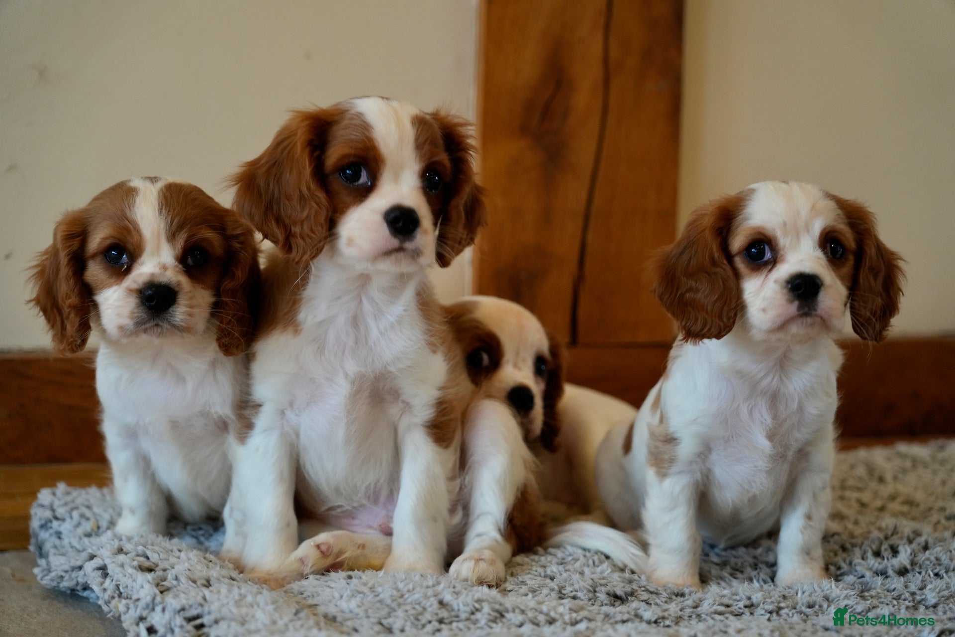Cavalier King Charles Spaniel dogs ⭐️Cavalier King Charles puppies⭐️ - Advert 1