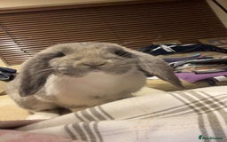 French Lop rabbits for sale: Giant French lop - Image 7