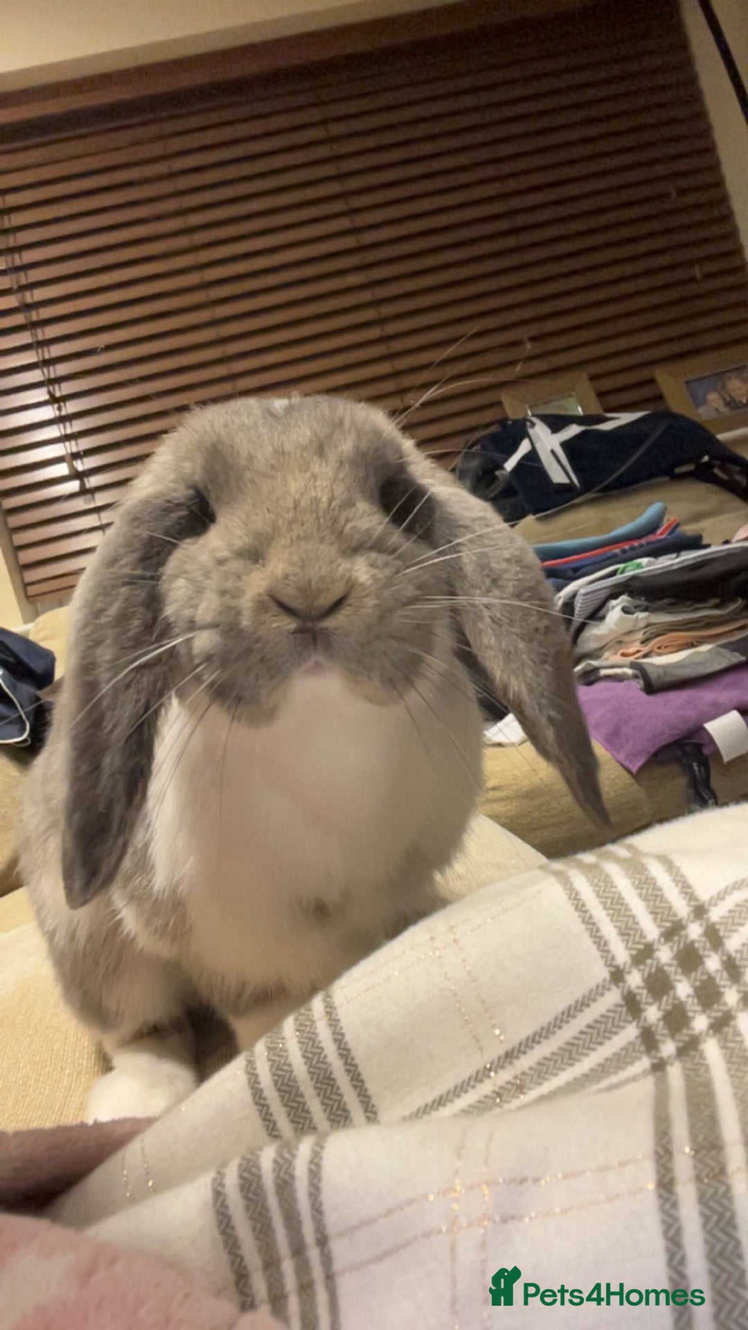 French Lop rabbits for sale: Giant French lop - Image 7
