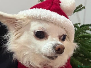 Chihuahua dogs Chihuahua Stud - Advert 1