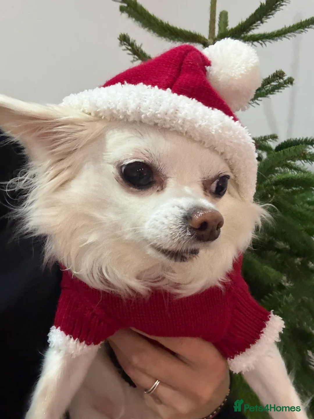 Chihuahua dogs for stud: Chihuahua Stud - Advert 1