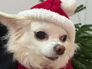 Chihuahua dogs Chihuahua Stud - Advert 5