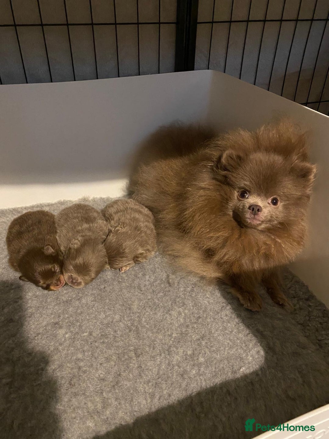 Pomeranian dogs for sale: KC registered Pomeranian Puppies - Advert 4