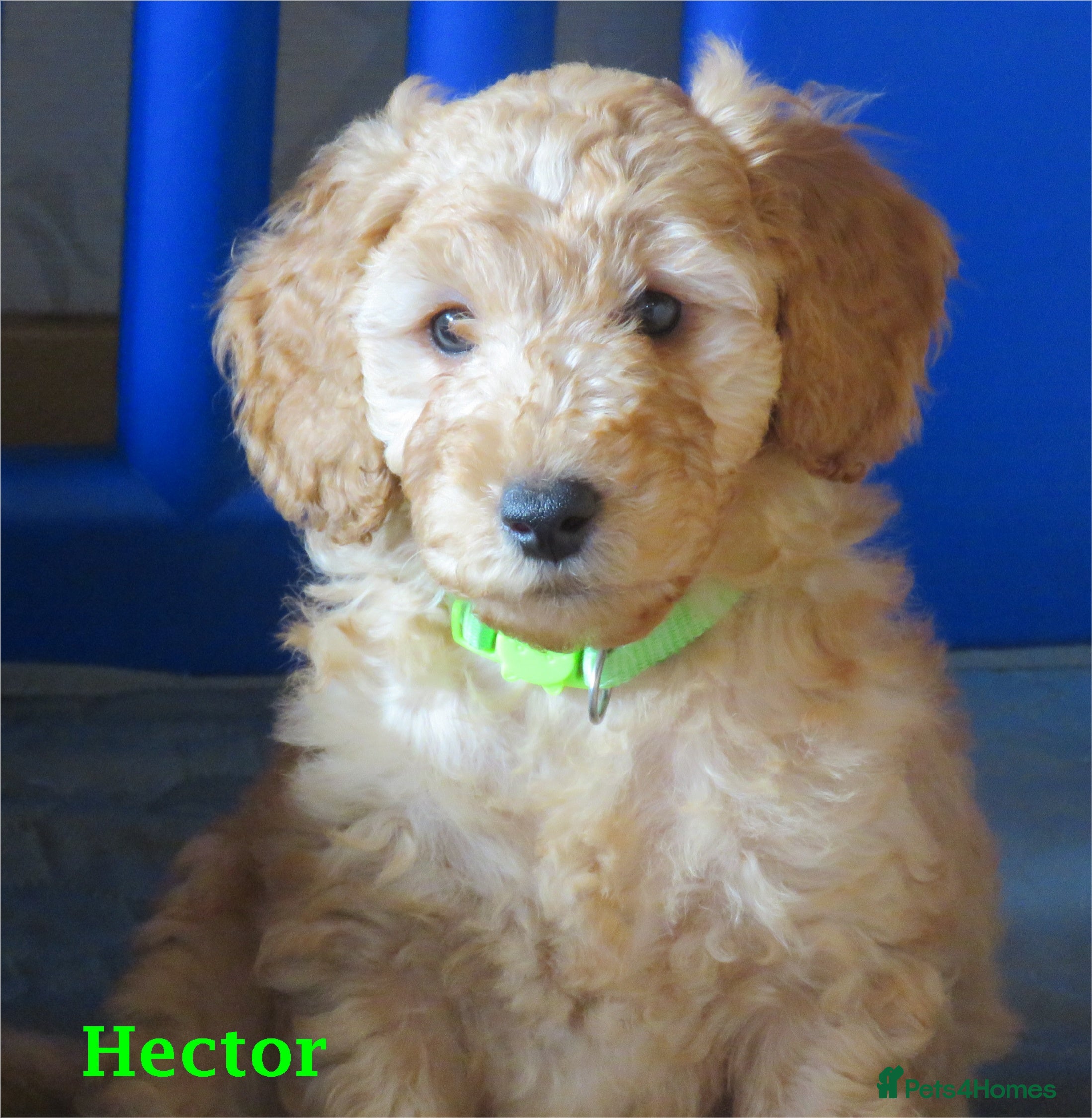 Cockapoo dogs Beautiful DNA Health tested Cockapoos - Advert 17