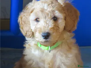 Cockapoo dogs Beautiful DNA Health tested Cockapoos - Advert 2