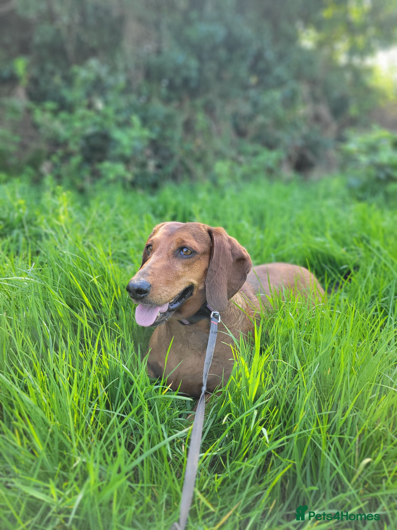 Dachshund dogs HOME NEEDED FOR MY FEMALE STANDARD DACHSHUND! - Advert 11