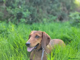 Dachshund dogs HOME NEEDED FOR MY FEMALE STANDARD DACHSHUND! - Advert 11