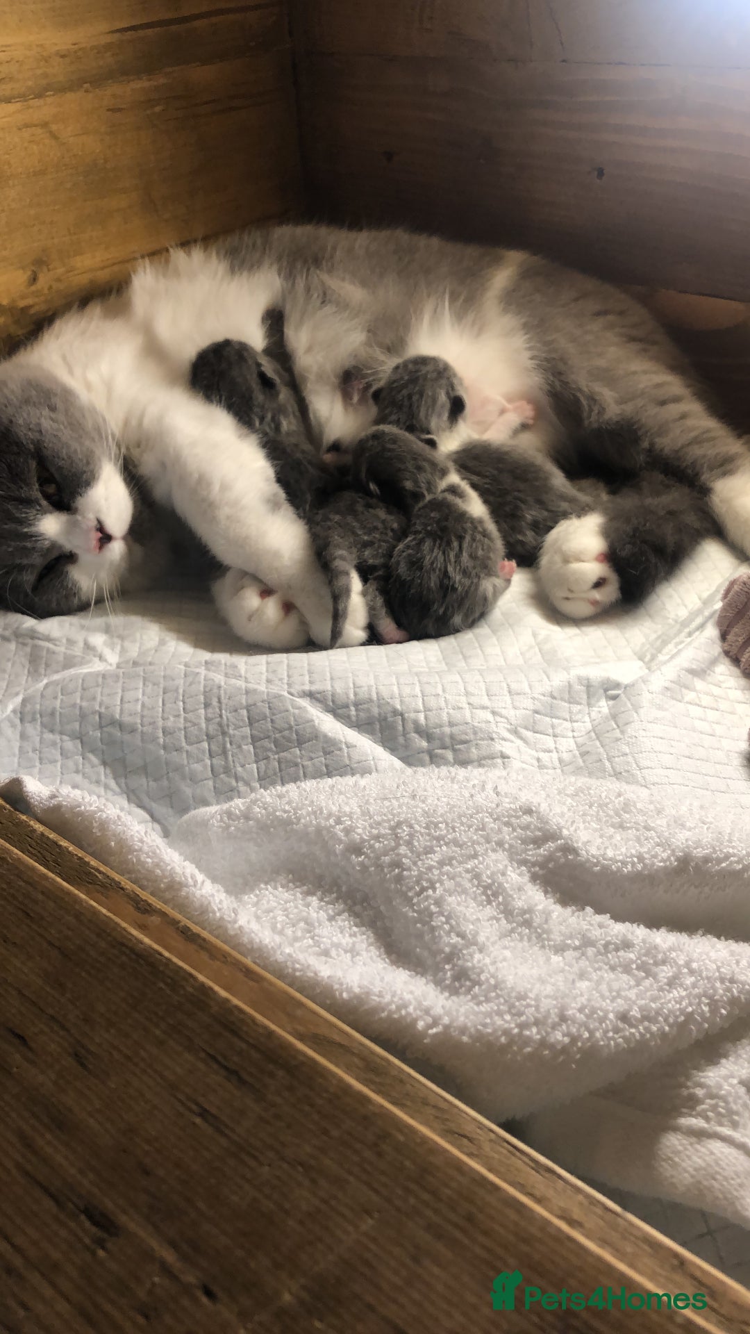 British Shorthair cats for sale: British shorthair-TICA pedigree,champion bloodline - Image 8