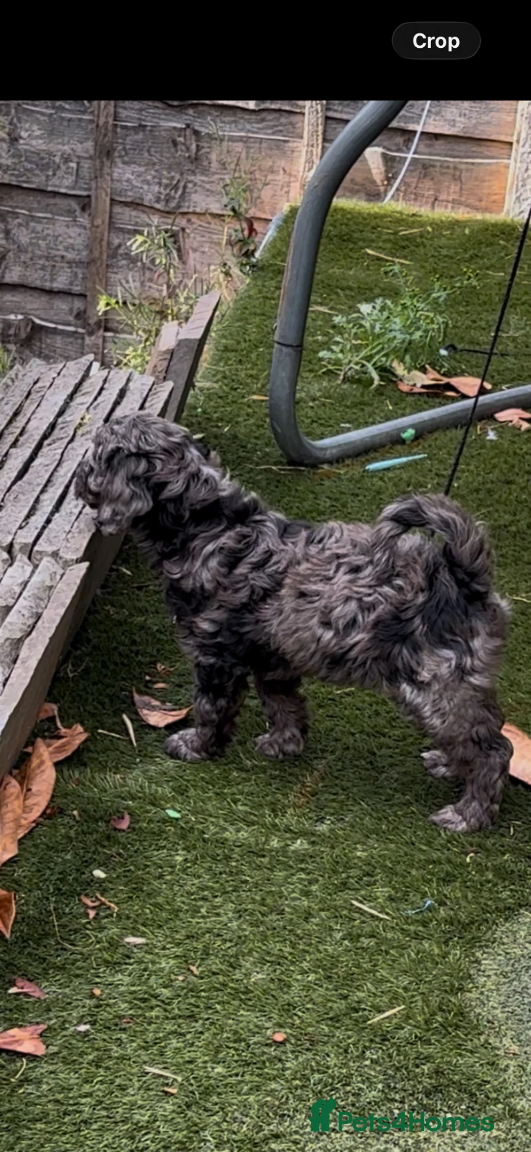 Labradoodle dogs for sale: Mini Labradoodle puppy’s  - Advert 2