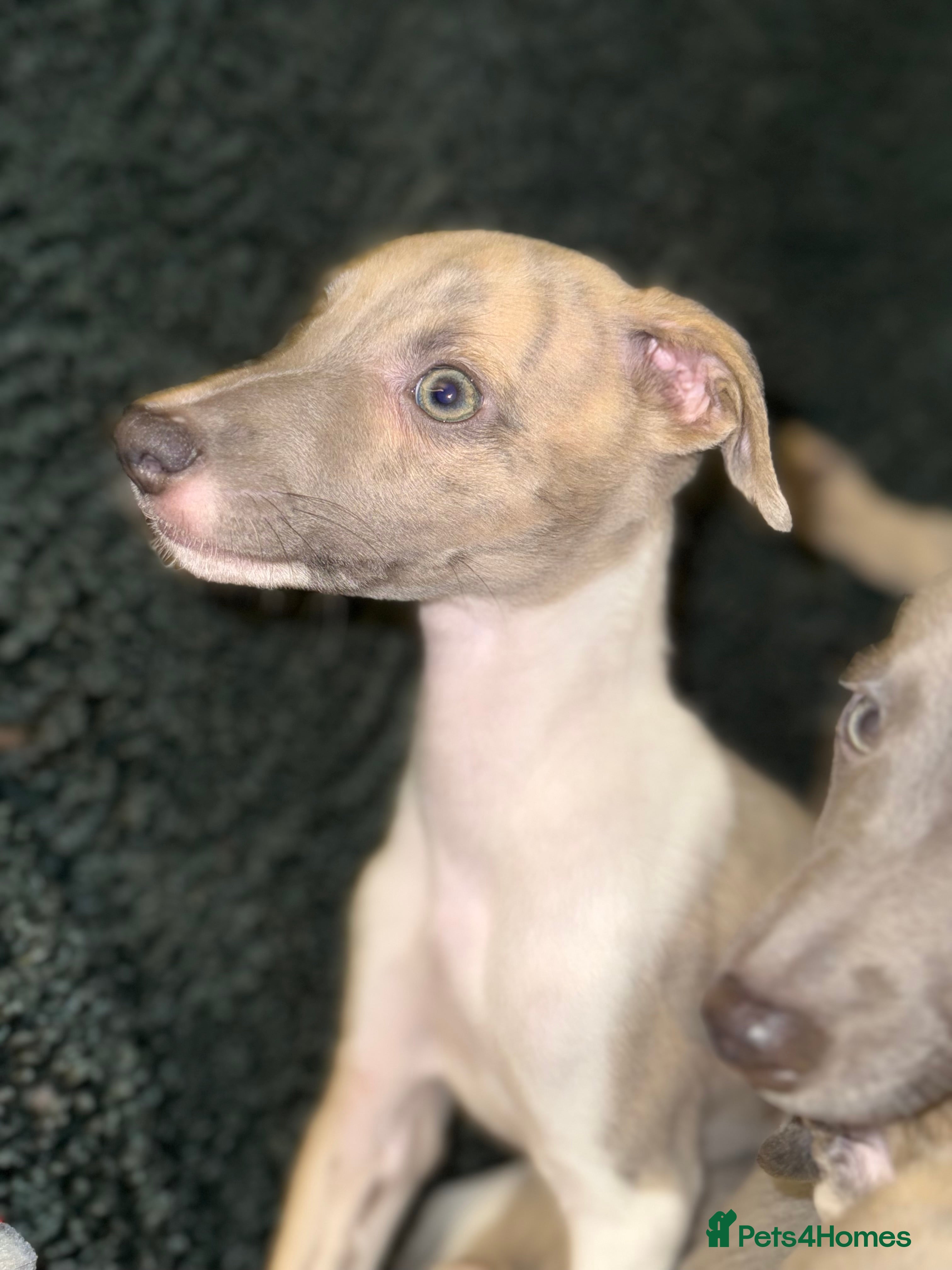Whippet dogs ✨TWO LEFT! KC Whippet Puppies, Now Ready ✨ - Advert 3