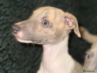 Whippet dogs ✨TWO LEFT! KC Whippet Puppies, Now Ready ✨ - Advert 3