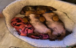 Miniature Dachshund dogs for sale: 💛 Loving Dapple Miniature Dachshund Pair 💛 - Image 14