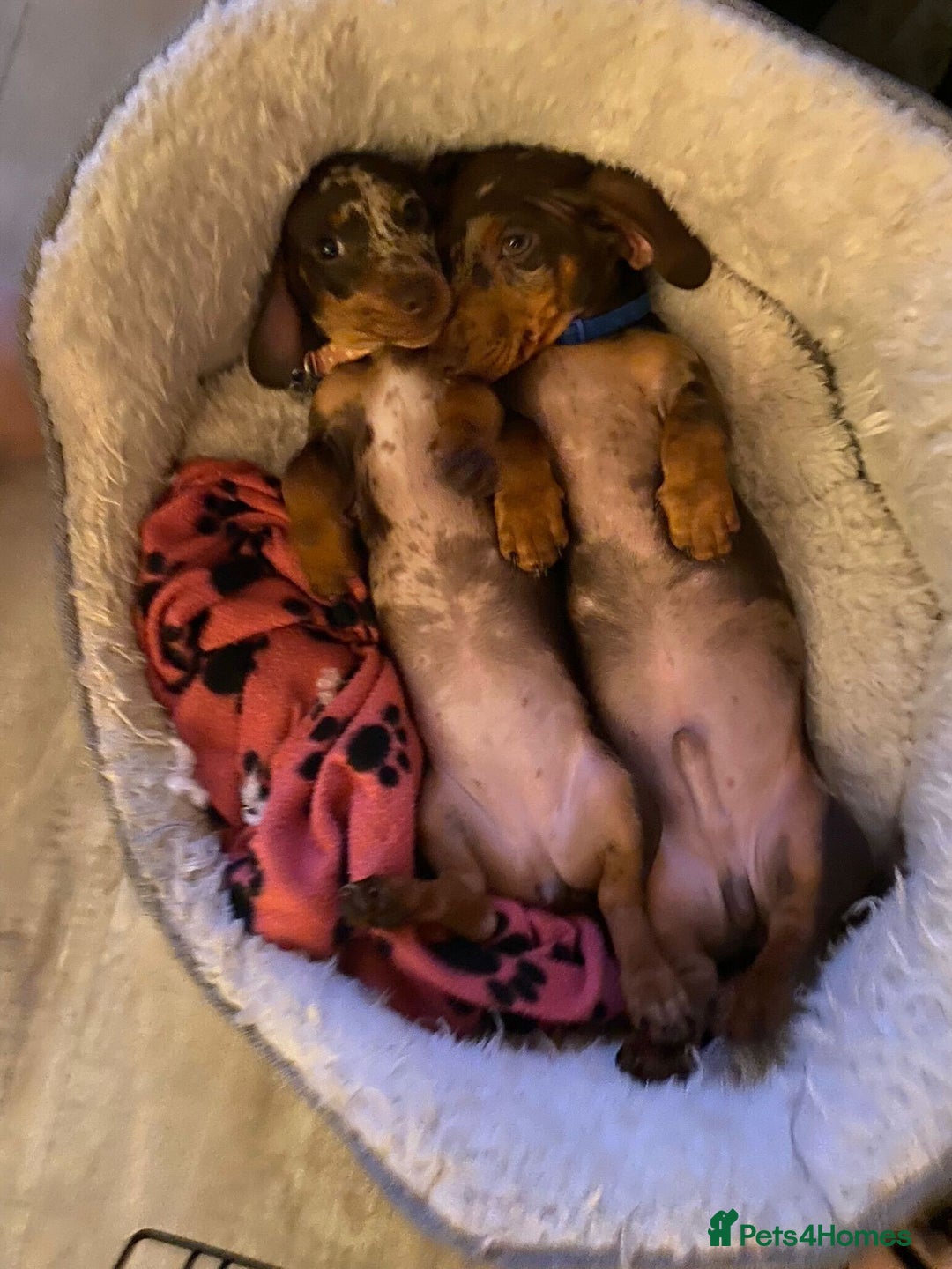 Miniature Dachshund dogs for sale: 💛 Loving Dapple Miniature Dachshund Pair 💛 - Image 14