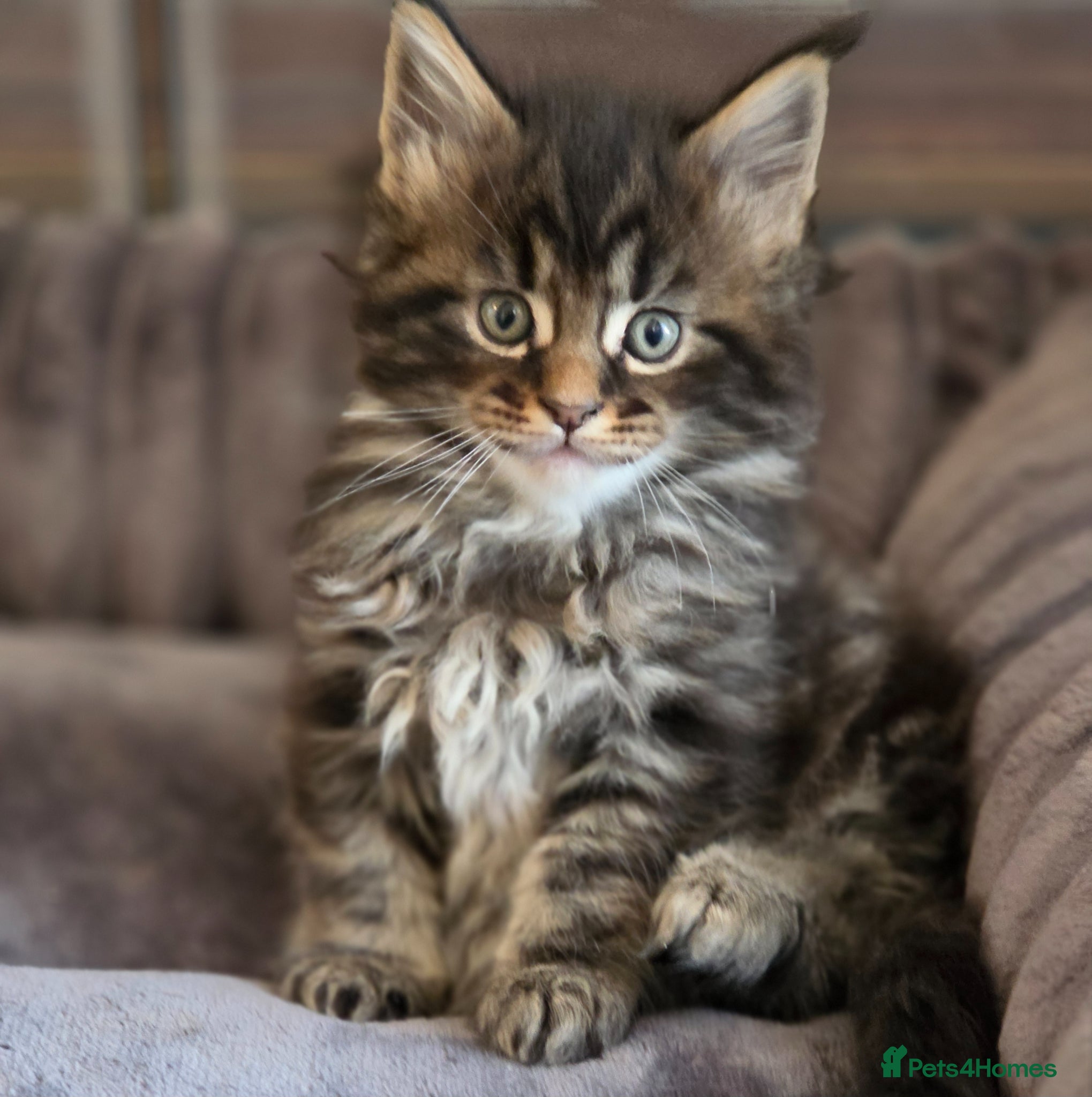 Maine Coon cats for sale: Beautiful Male Maine Coon kittens - Advert 1