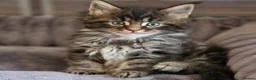 Maine Coon cats for sale: Beautiful Male Maine Coon kittens - Advert 1