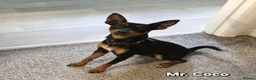 Miniature Pinscher dogs for sale: Miniature Pinscher Puppies–Healthy&Well Socialised - Advert 5