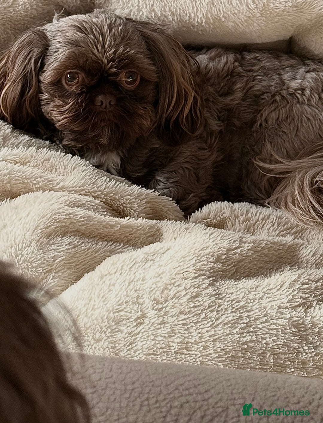 Shih Tzu dogs for stud: KC Shih Tzu Stud – Rare Chocolate/Lavender Coat - Advert 5