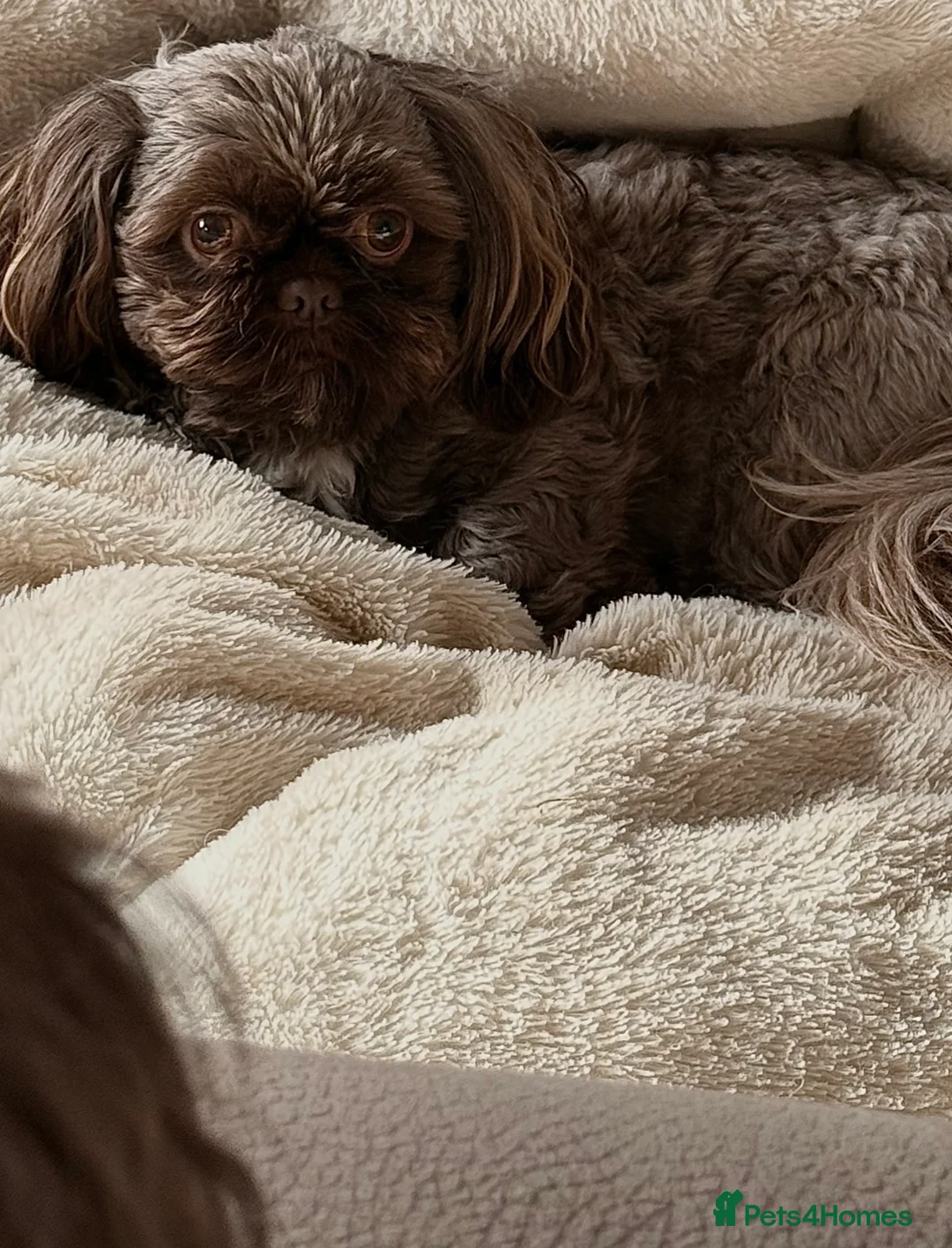 Shih Tzu dogs for stud: KC Shih Tzu Stud – Rare Chocolate/Lavender Coat - Advert 5