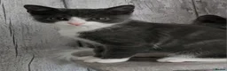 Domestic Shorthair cats for sale: 2 female adorable affectionate kittens in Seaton - Advert 10