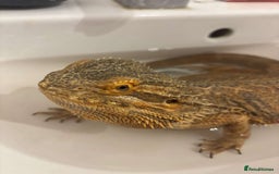 Bearded Dragon reptiles for sale: Bearded dragon plus set up  - Image 5