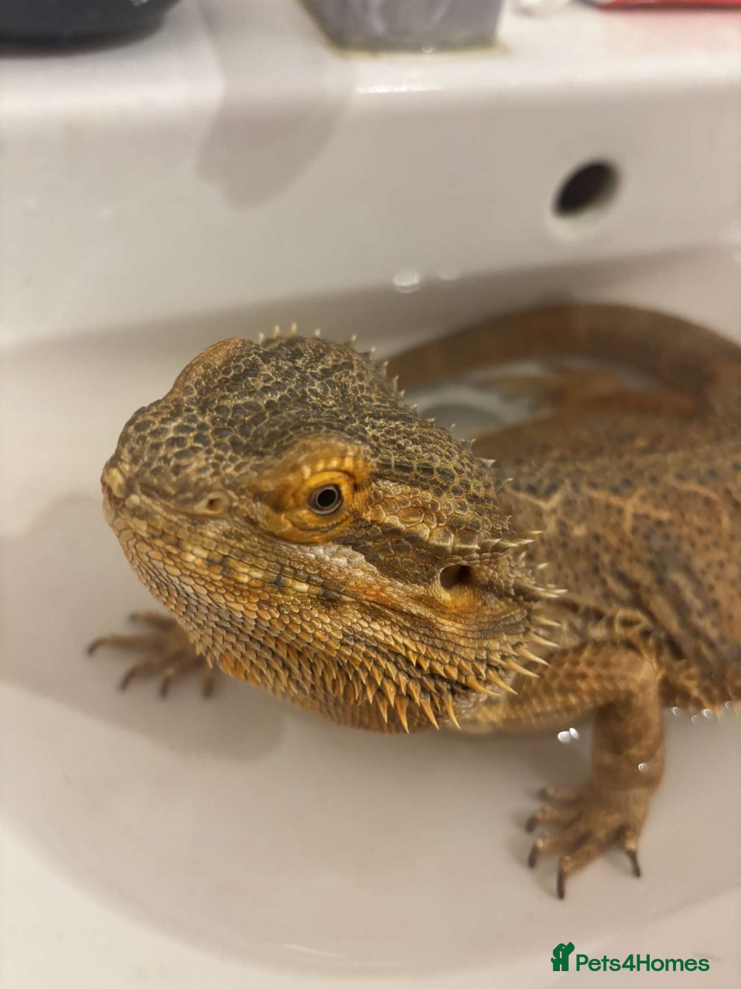 Bearded Dragon reptiles for sale: Bearded dragon plus set up  - Image 5