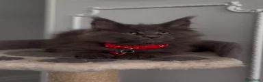 Red Collar 