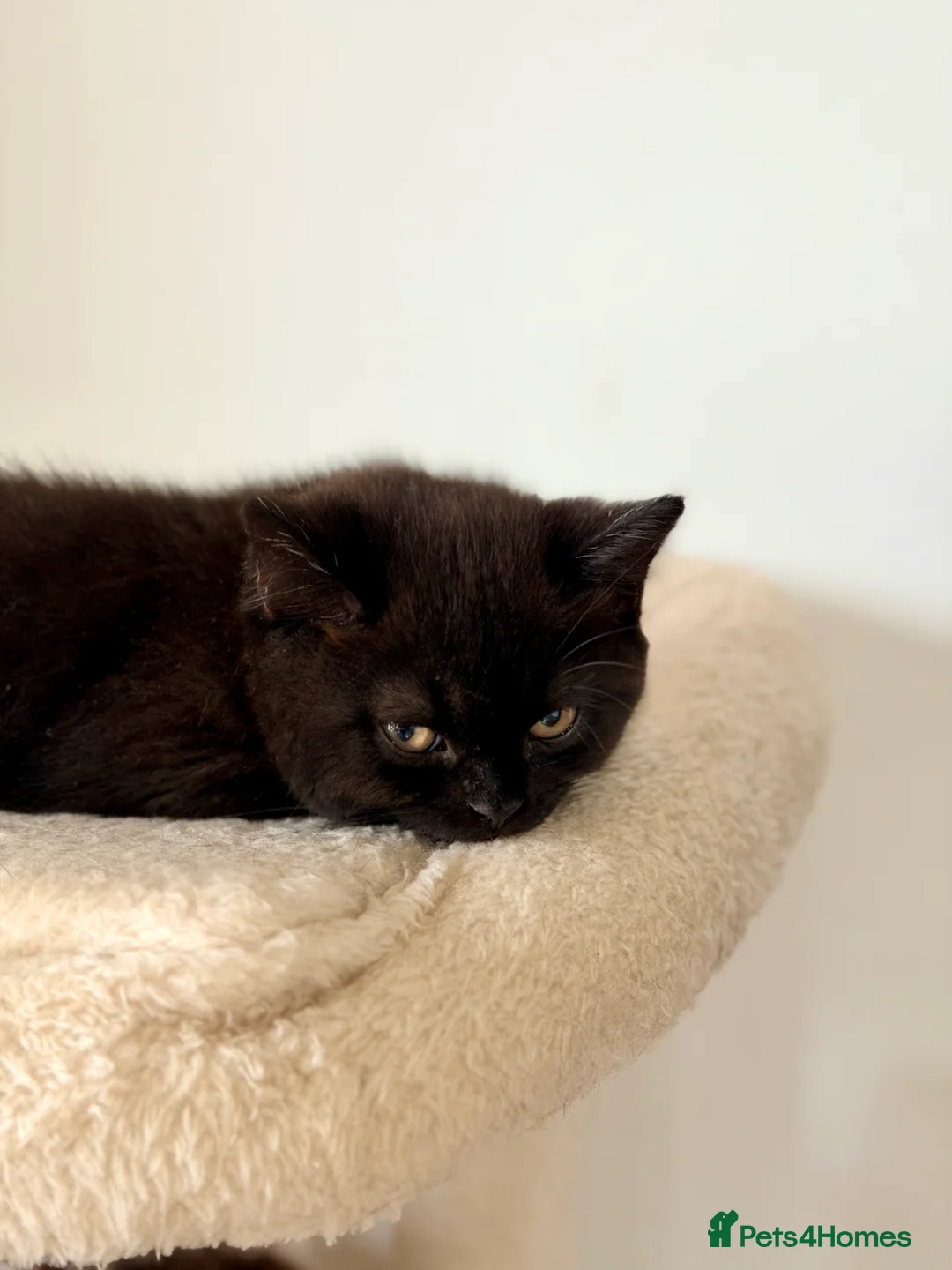 British Shorthair cats for sale: ❤️ OUR BEAUTIFUL BRITISH SHORTHAIR KITTENS ❤️ - Advert 2