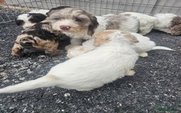 Cockapoo dogs for sale: Cockapoo puppies 🐶  - Image 22