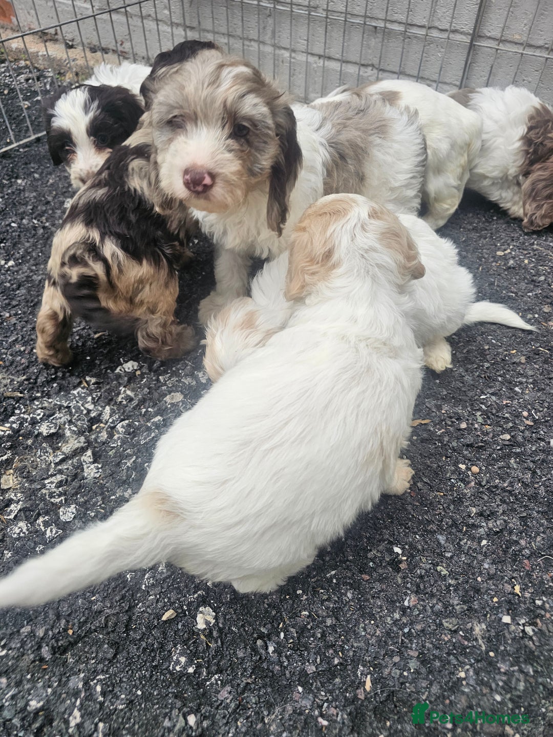 Cockapoo dogs for sale: Cockapoo puppies 🐶  - Image 22
