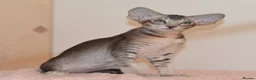Oriental cats for sale: Tica Oriental kittens for reservation - Advert 2