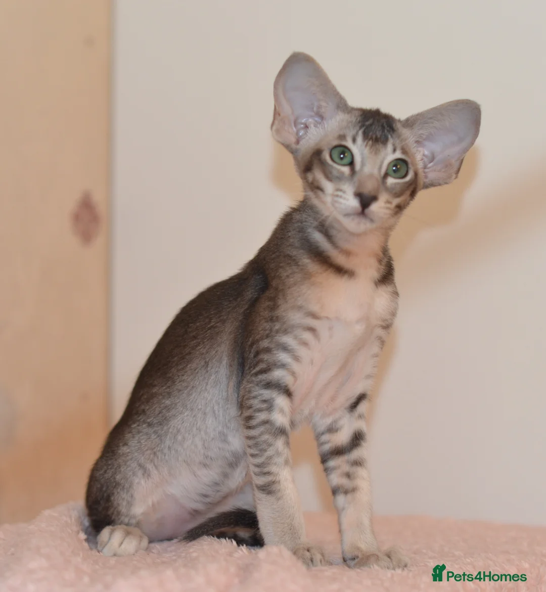 Oriental cats for sale: Tica Oriental kittens for reservation - Advert 2