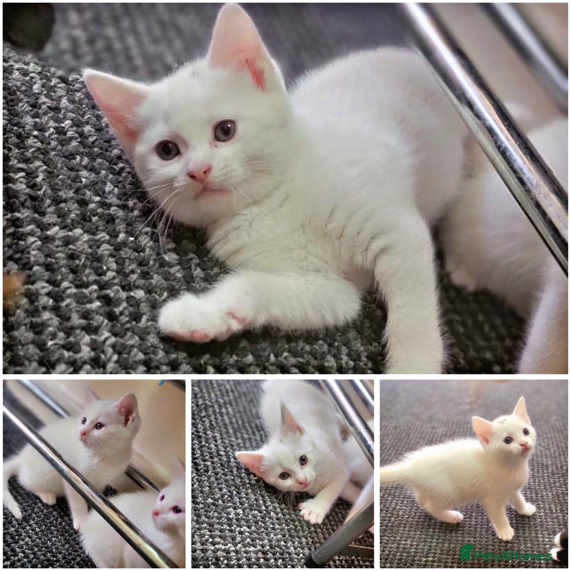 Turkish Angora cats White fluffy, turkish angora kittens  - Advert 4