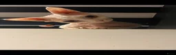Sphynx cats for sale: Young female neutered sphynx cat for sale - Advert 7