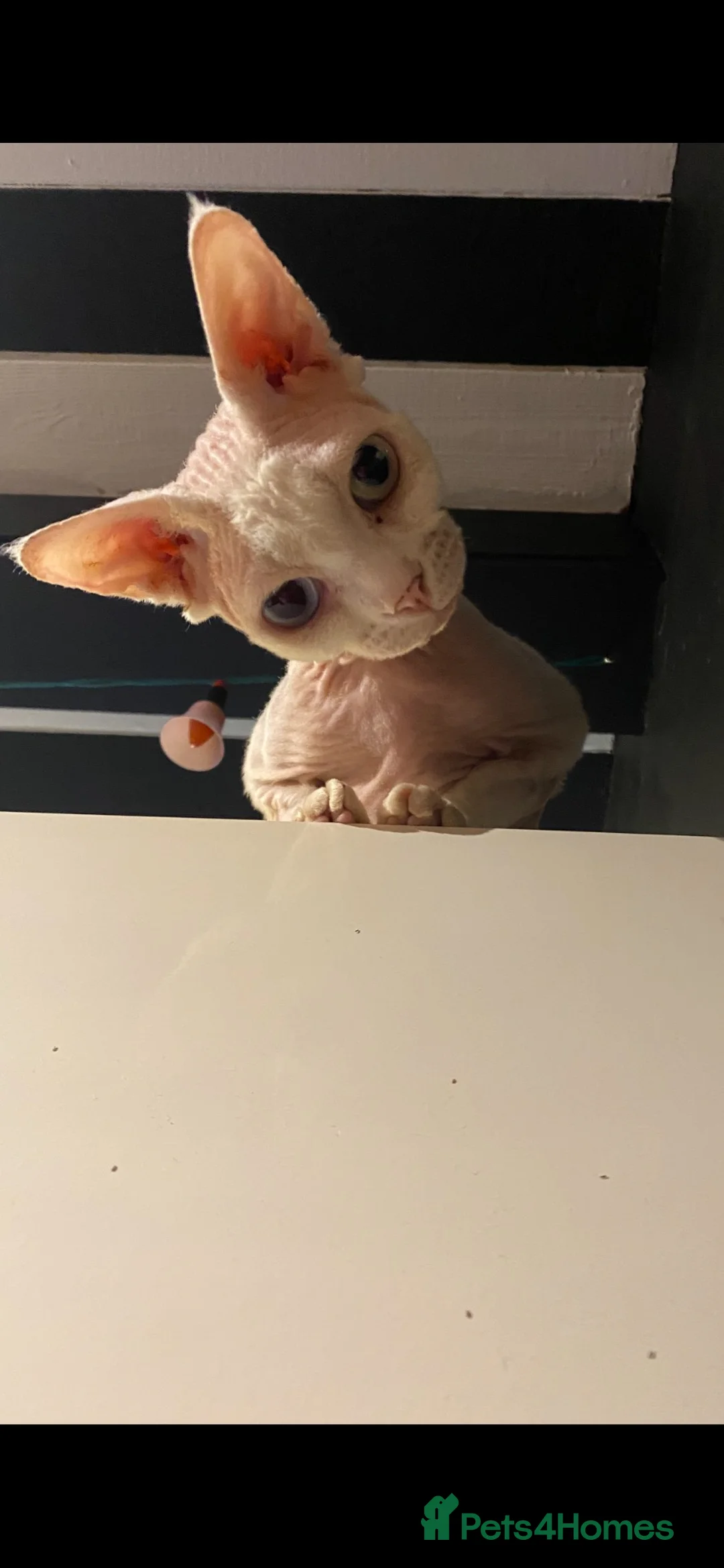 Sphynx cats for sale: Young female neutered sphynx cat for sale - Advert 7